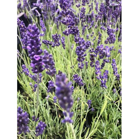 12x Lavandula angustifolia Hidcote - Lavande en pot 9x9cm (1/3)