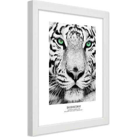 Quadro con cornice, Tigre bianca - 40x60 (1/5)