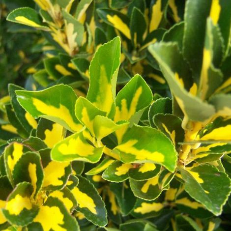 Fusain du Japon 'Aureus' 'Aureus' (= - 60-80 cm pot