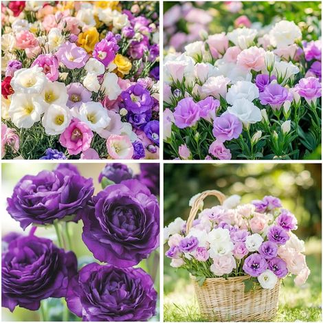 Semillas de Lisianthus Mezcladas (1000 uds) – Flores Dobles Elegantes, Eustoma No OGM, Perfecto para Jardín, Terraza y Decoración (1/5)