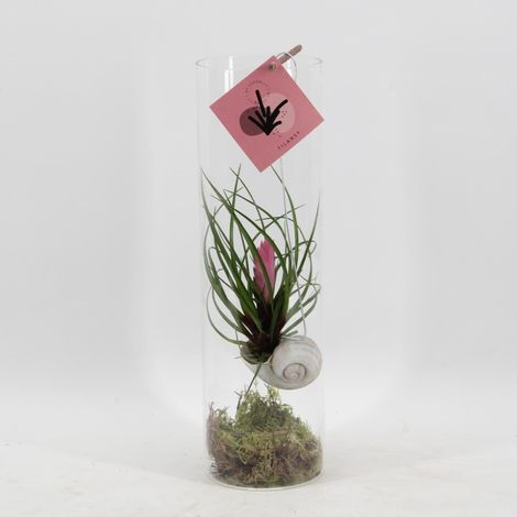 Tillandsia Cyanea Plante Aérienne en Cylindre de Verre Décoratif Rose Ø11 cm H38 cm - PANGIVO