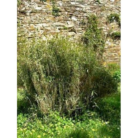 Pleioblastus humilis pumilus Pot de 1L/1,5L (1/3)