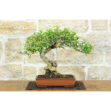 Bonsai di Pepe Giapponese (95) (1/5)