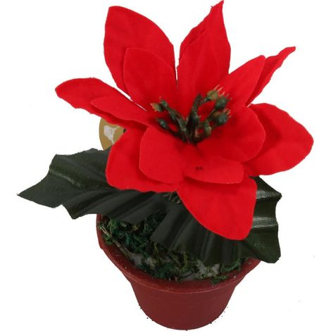 Flor de Pascua roja en una maceta de 10 cm.