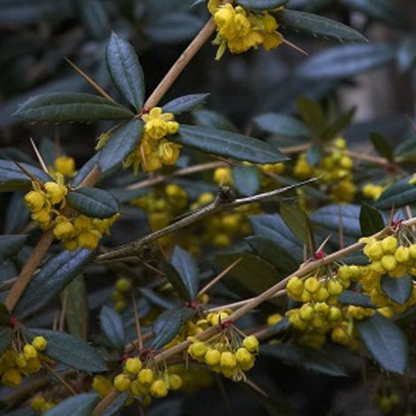 Épine-vinette à feuilles - Berberis julianae - 30-40 cm pot (1/4)