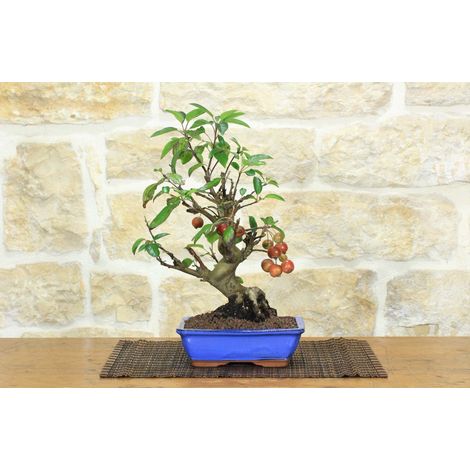 Bonsai di Melo selvatico (143) (1/5)