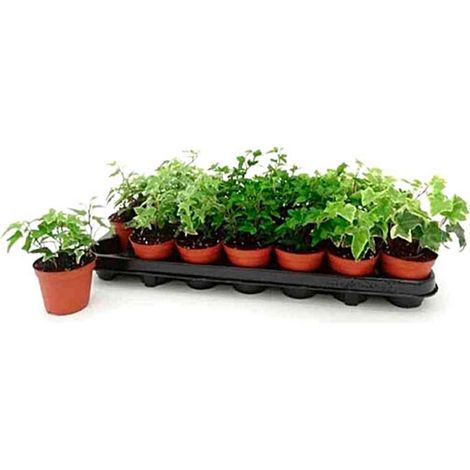 Pack de 18 Plantas de Hiedra Hedera en Maceta M8