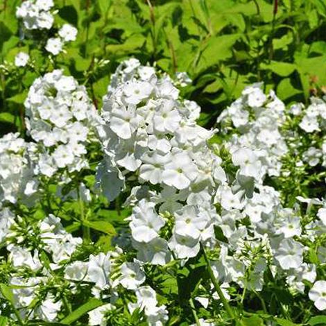 4 x Phlox paniculé 'White Admiral' - godet 9x9 cm