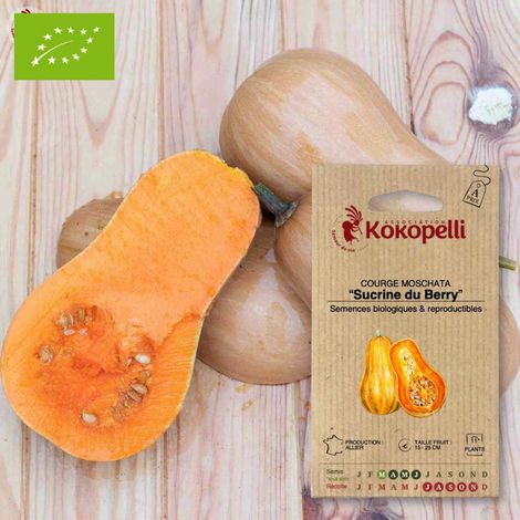 Courge Sucrine du Berry- Graines bio à semer