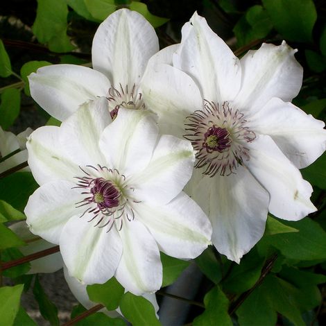 Clématite - Clematis 'Miss Bateman' - 50-60 cm pot