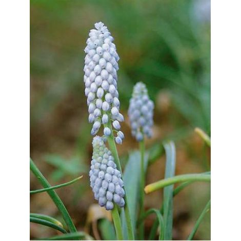 Muscari neglectum 'Valerie Finnis" Bulbe calibre 7+ (par 30) (1/3)