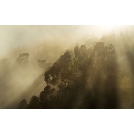 Papier peint panoramique naturel,vintage & retro Soleil Brumeux (1/4)