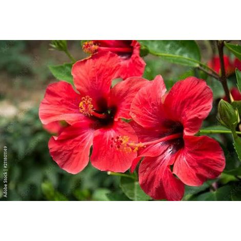 hibiscus 3 cuttings single red