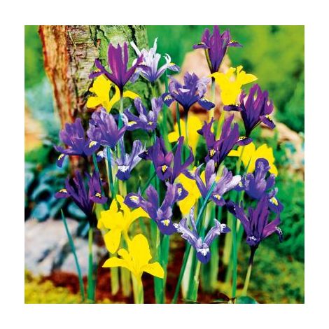 IRIS DE HOLLANDE MELANGE - 20 Bulbes - Plantes vivaces