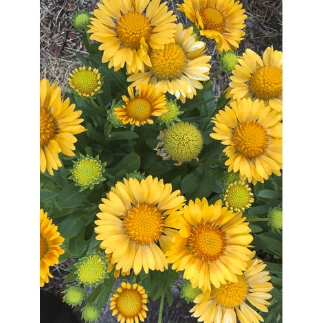 Gaillarde 'Arizona Apricot ' le sachet de 25 graines (1/2)