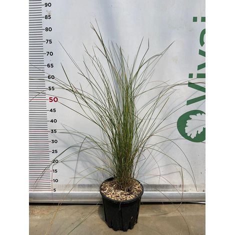 Pianta di Muhlembergia Capillaris Vaso 18