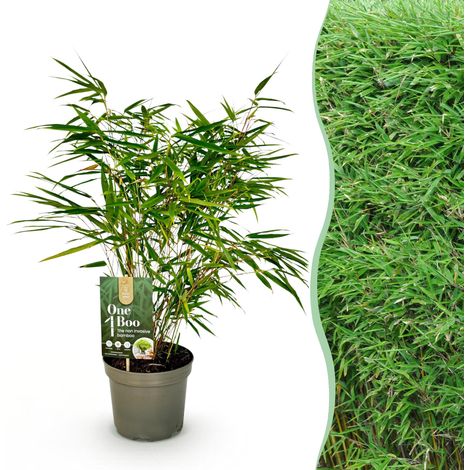 Bambou Fargesia Rufa Non Traçant Persistant pour Haie et Terrasse Vert 60 cm Pot 17 cm - PANGIVO (1/5)
