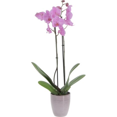 Orchidea Phalaenopsis Rosa con Vaso in Ceramica Glass Malva - Piante Vere Fiorite da Appartamento - H 60-70 cm Vaso Ø 12 cm