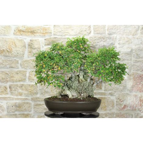 Bonsai di Olmo Campestre (59)