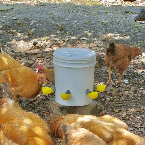 Hühnertränken - 6 Stück, automatische, auslaufsichere Tränke, fasst 50 % mehr Wasser - Für Küken/Enten/Wachteln/Puten (1/5)