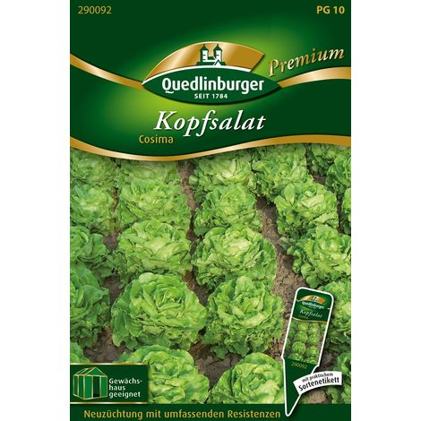 Quedlinburger Saatgut – Laitue pommée Cosima – Graines de légumes, pomme compacte et bien remplie, pour env. 150 plants (1/2)