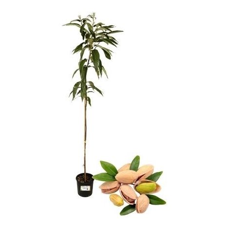 Pistacchio Pistacia Vera Maschio – Impollinatore per piante femmina (1/4)