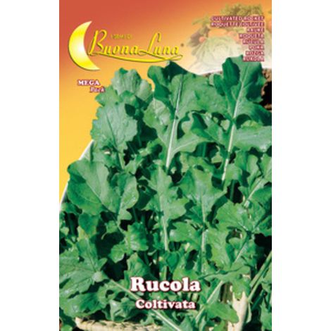 10PZ SEMI ORTO RUCOLA COLTIVATA (1/2)
