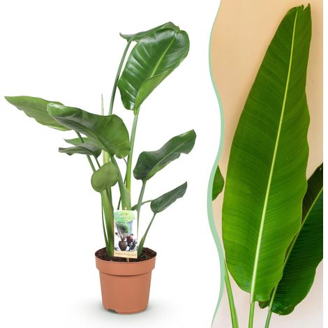 Plante d'Intérieur Strelitzia Nicolai Oiseau de Paradis Blanc Pot Ø 17 cm Hauteur 70-90 cm - PANGIVO (1/5)