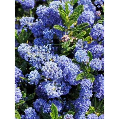 Céanothe de Santa Barbara, Lilas de Californie 'Puget blue' Pot de 2L/3L (1/5)
