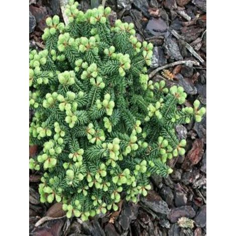 Sapin baumier nain 'Nana' Pot de 4L/5L (1/4)