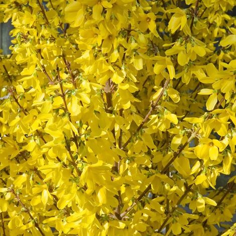 Mimosa de Paris 'Week End' - 50-60 cm pot (1/5)