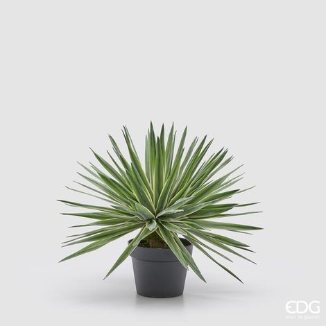 EDG Agave Con Vaso H 45 cm