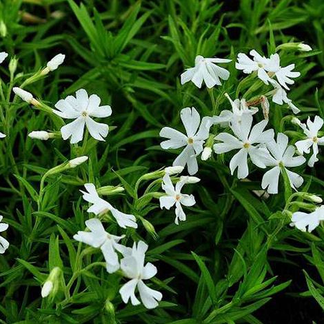 4 x Phlox mousse - Phlox subulata 'Calvides White' - godet 9x9 (1/4)