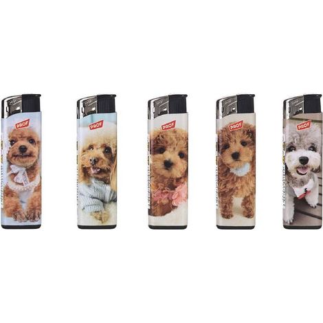ACCENDINO 'Poodles'