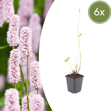 Lot de 6 Persicaria bistorta - Plante Vivace pour Bassin et Massif - Rose - ↕10-25 cm Ø9 cm - PANGIVO (1/5)
