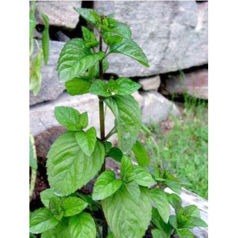 Menthe poivrée 'Eau de Cologne' Godet de 7/8 cm