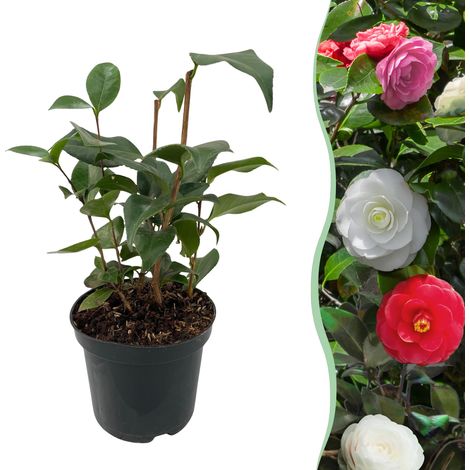 Camélia du Japon Tricolore Arbuste Persistant Fleurs Rose Blanc Rouge Pot Ø 15 cm H 30 cm - PANGIVO (1/5)