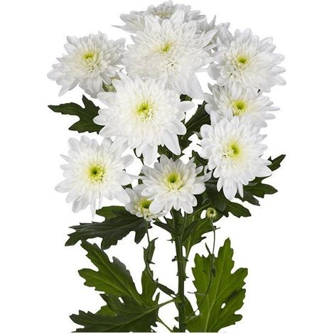Margarita Crisantemo Flor Natural Crisantemo Euro Ramo de 5 tallos 70cm de alto