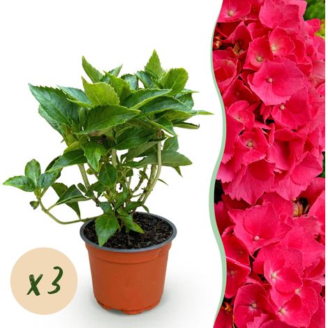 Hortensia à Grandes Fleurs Rouge Hydrangea macrophylla - Lot de 3 Plantes Rustiques - Pot Ø 12 cm - PANGIVO (1/5)