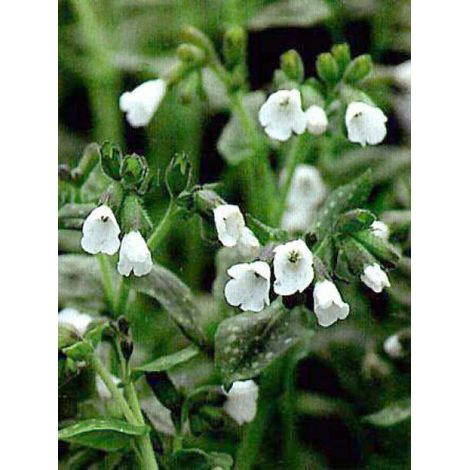 Pulmonaire officinale 'Sissinghurst White' Godet de 8/9 cm (1/5)