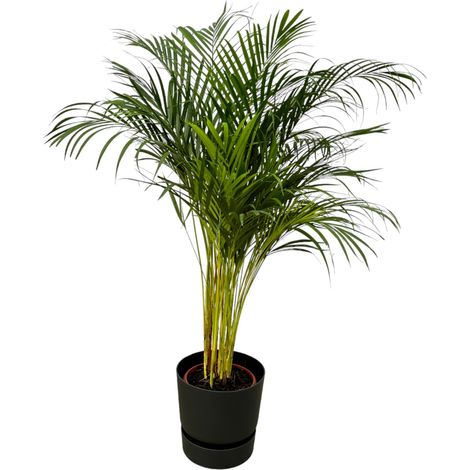 Palmier Areca Plante d'Intérieur Tropicale avec Pot Noir H130 cm Ø24 cm - PANGIVO