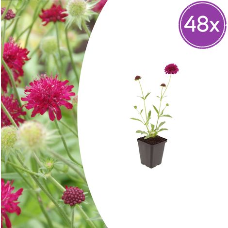 48x Knautia macedonica Scabieuse de Macédoine Vivace Fleurs Rouge Foncé Pot Ø 9 cm 10-25 cm - PANGIVO (1/5)
