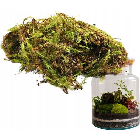 Musgo verde natural para decoración de bosque en frasco, 25 g (1/5)