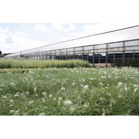 Gardenaria Pennisetum villosum - Graminacea ornamentale da esterno - Altezza: 40 cm (vaso 17) (1/4)