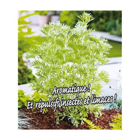 ABSINTHE - Plantes vivaces - LE GODET
