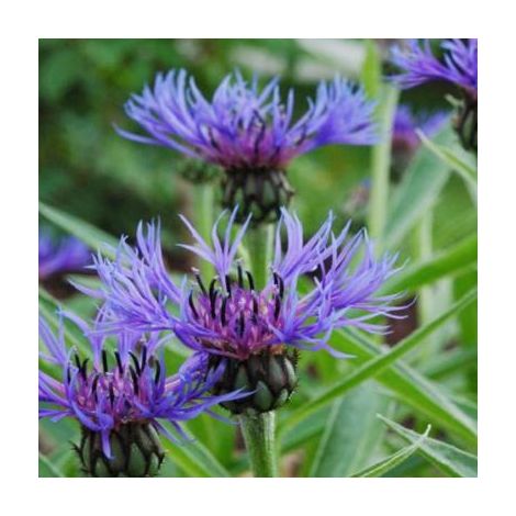 CENTAUREA MONTANA - 3 GODETS
