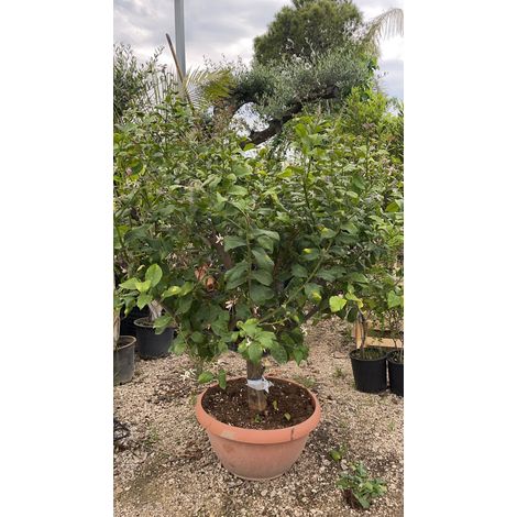Limone 4 stagioni in ciotola 70 cm h 180cm - Pianta Albero da Frutto Foto Reali (1/3)