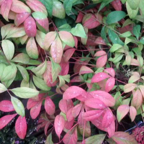Bambou sacré Fire Power, Nandina/Pot de 3L - 20/40 cm (1/3)