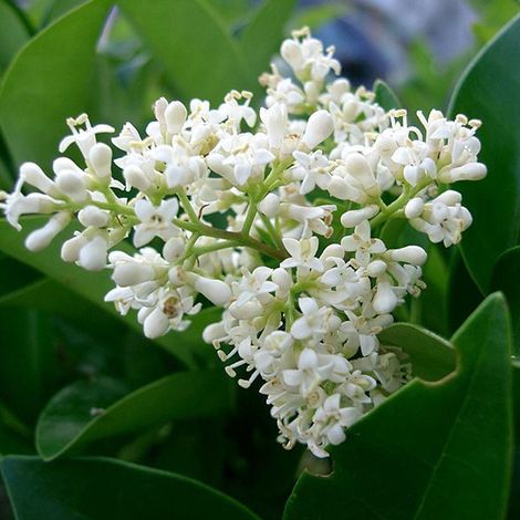 Troène du Japon - Ligustrum japonicum  - 60-80 cm pot
