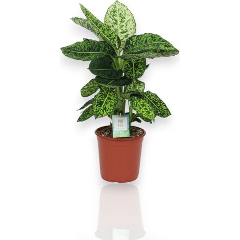 Gardenaria Dieffenbachia 'Reflector' - Pianta da interno ornamentale - Altezza: 65 cm (vaso 17) (1/5)